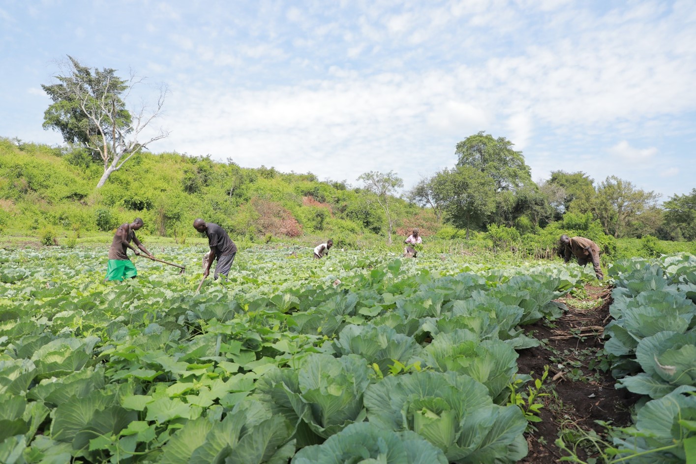 Jafar and members in his farmer group attend to their garden in Village IV of the Bidi Bidi Refugee Settlement in Yumbe. Following training by Kulea Watoto, Jafar and five other collegaues formed a group that is practising horticulture