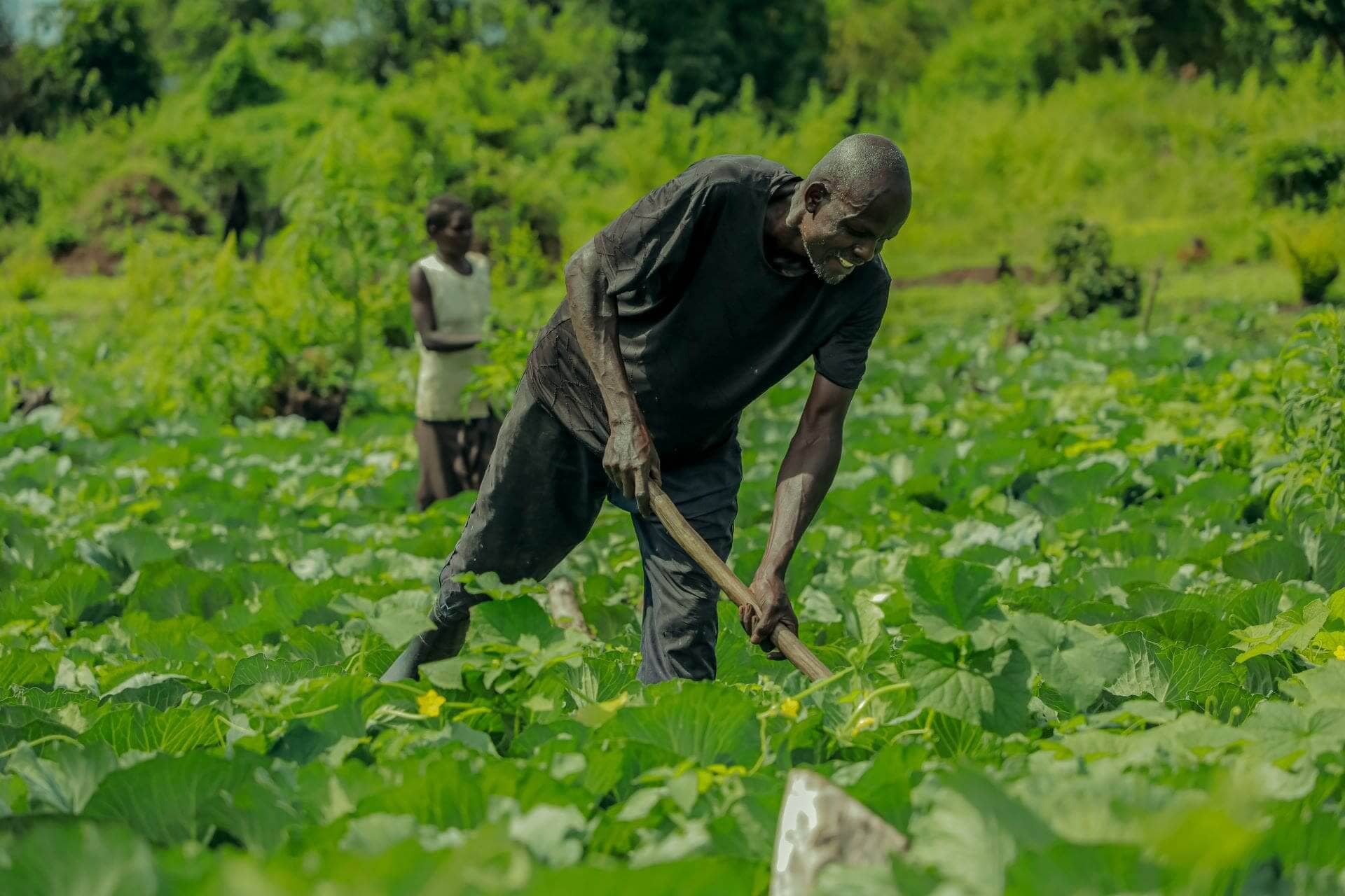 Jafar, a smile on his face, attends to his garden. Together with other group members, Jafar plans to venture into onion production for next year with an antiscipation of far-reaching yields