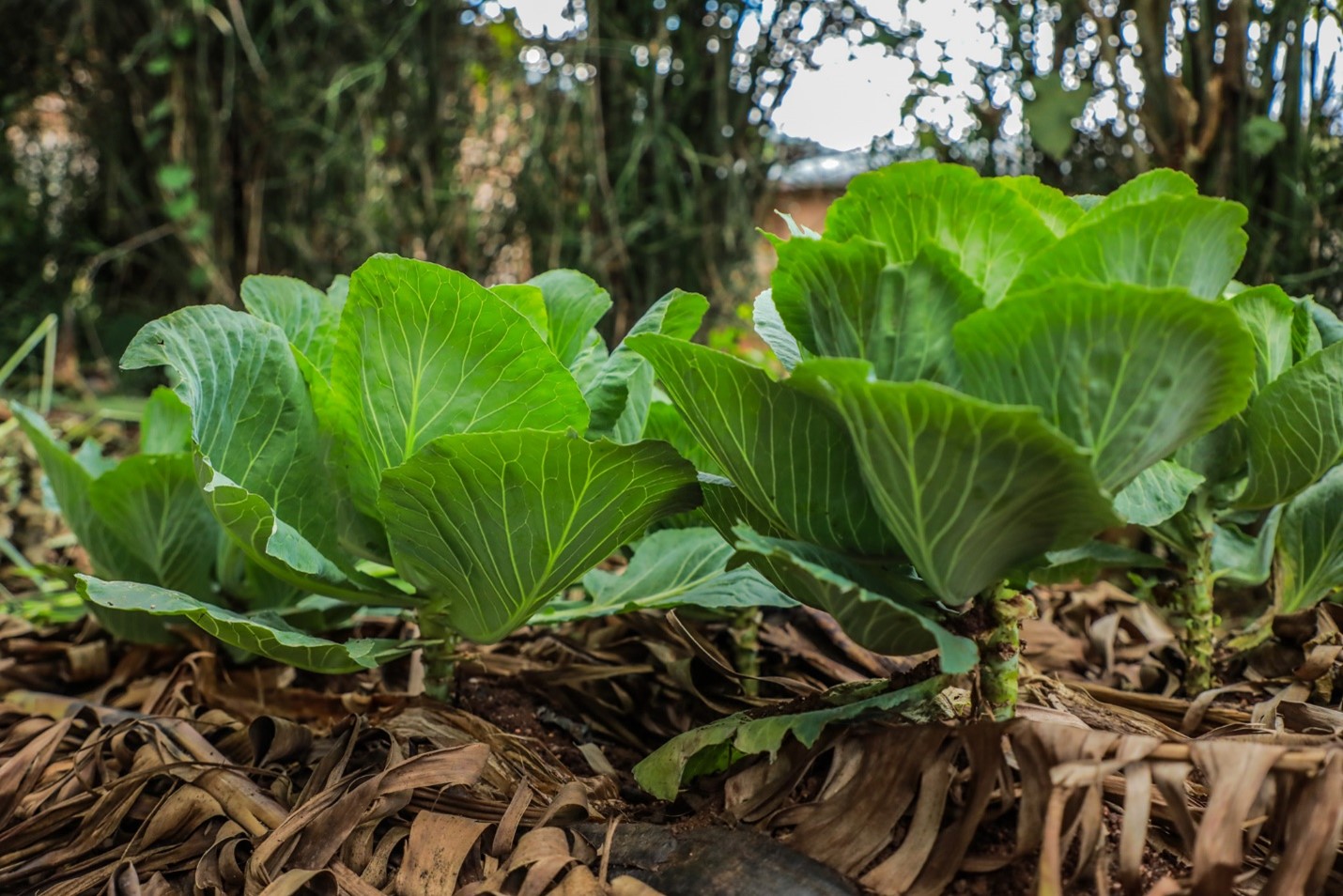 A flourishing home garden of cabbages at Jeanette’s home. She is harvesting the cabbage and other vegetables to provide for nutritious meals for her young children