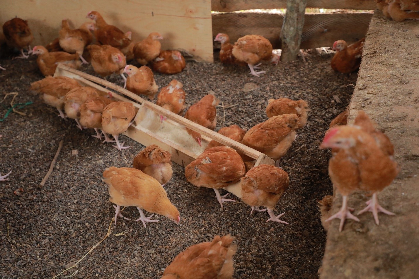 Birds bought from the seed grant offered by the Kulea Watoto Project to Lucky ECD