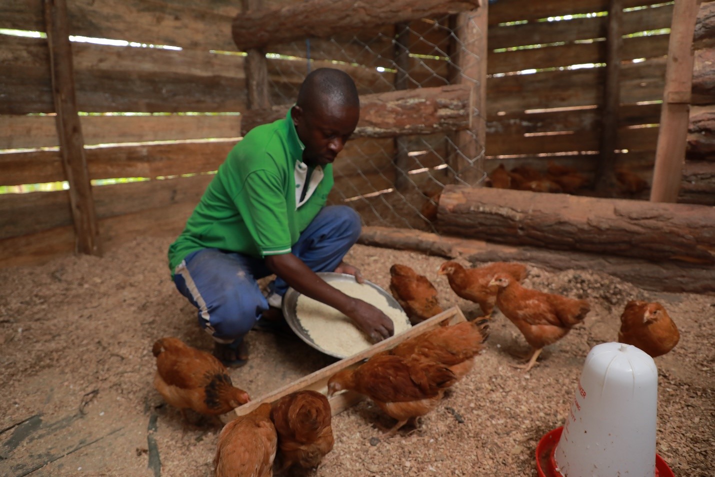 Byamungu attends to the chicken bought using the seed grant