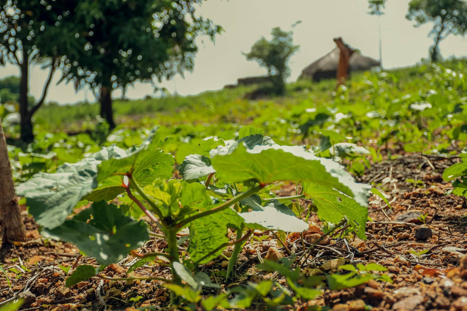 A thriving Okra garden. Phillip is hopeful that he will be able sell it to supplement his household income so that we can provide nutritious meals to their son and save money for his education