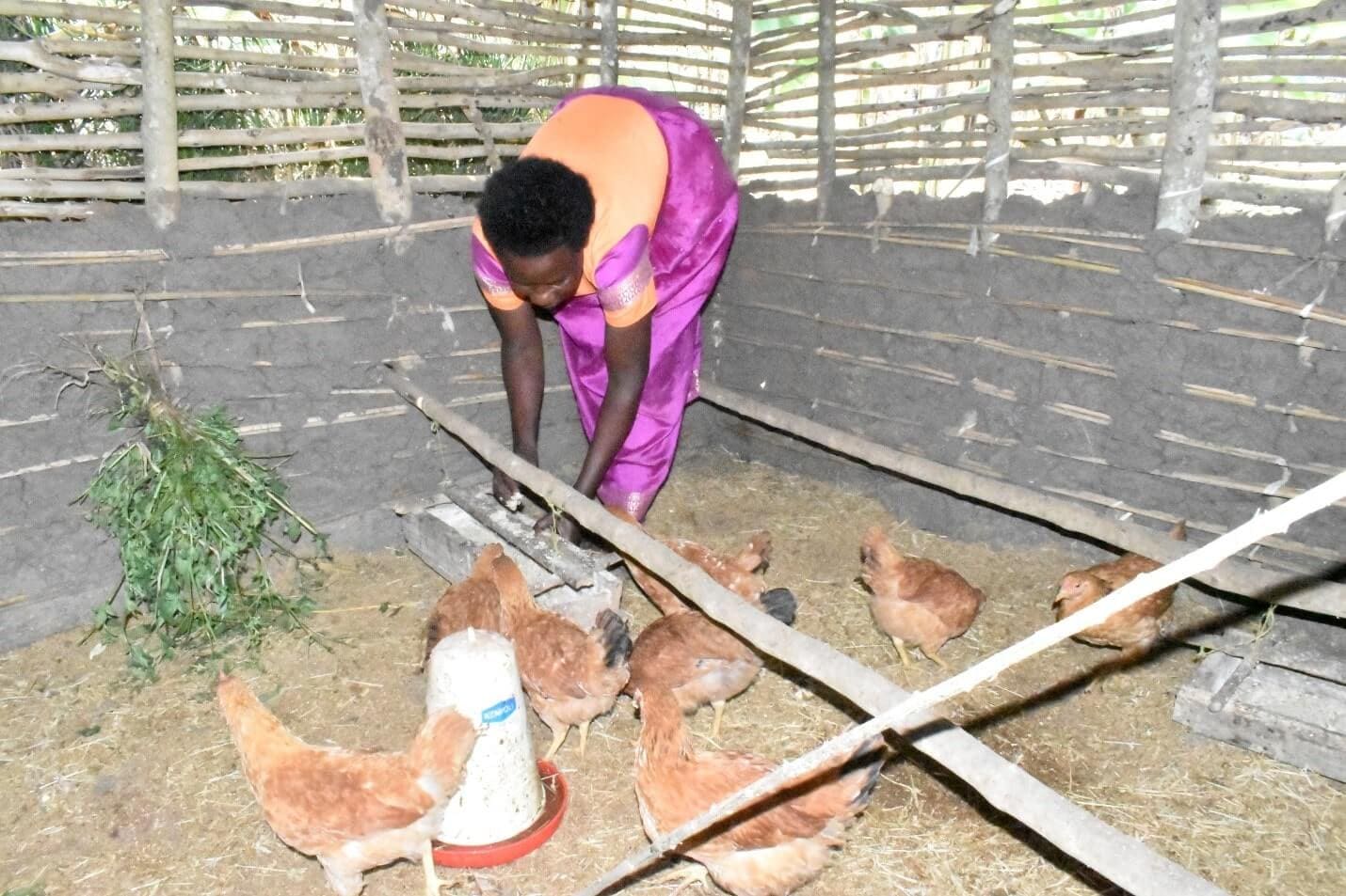 Enid Kukunda attends to the birds ensuring that they have enough feeds and water to help them grow