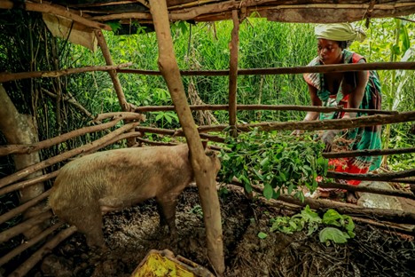 Jeanette feeds her pig with among other items, residues from cabbages she harvested from her garden to make meals for her home. Jeanette is grateful to the Kulea Watoto Project for training and agricultural tools that have helped her help build sustainable livelihood