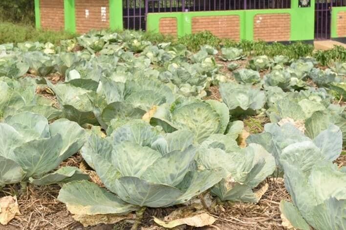 Thriving green pepper and cabbage gardens at Lucky Nursery School. Harvests are supporting to improve diets of chidren enrolled at the ECD center 