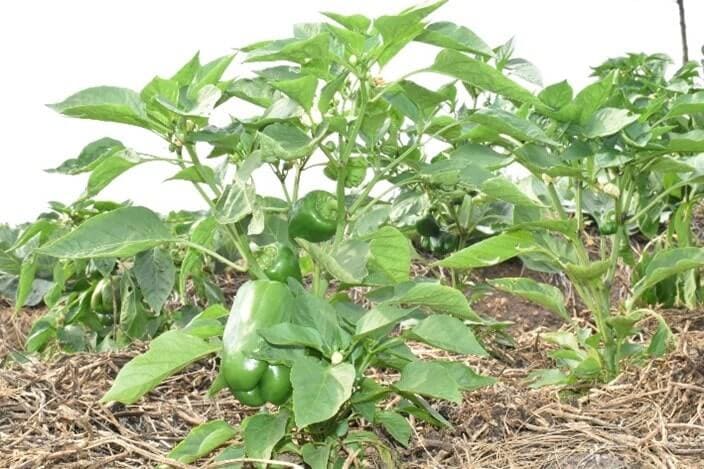 Thriving green pepper and cabbage gardens at Lucky Nursery School. Harvests are supporting to improve diets of chidrn enrolled at the ECD center