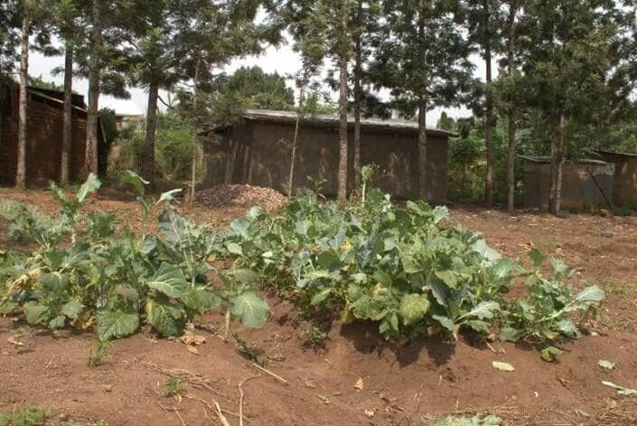 Vegetables that are being grown at the St Peter’s ECD in Bukere. The vegetables provide nutritious meals for learners