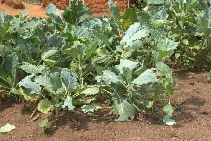 Vegetables that are being grown at the St Peter’s ECD in Bukere. The vegetables provide nutritious meals for learners